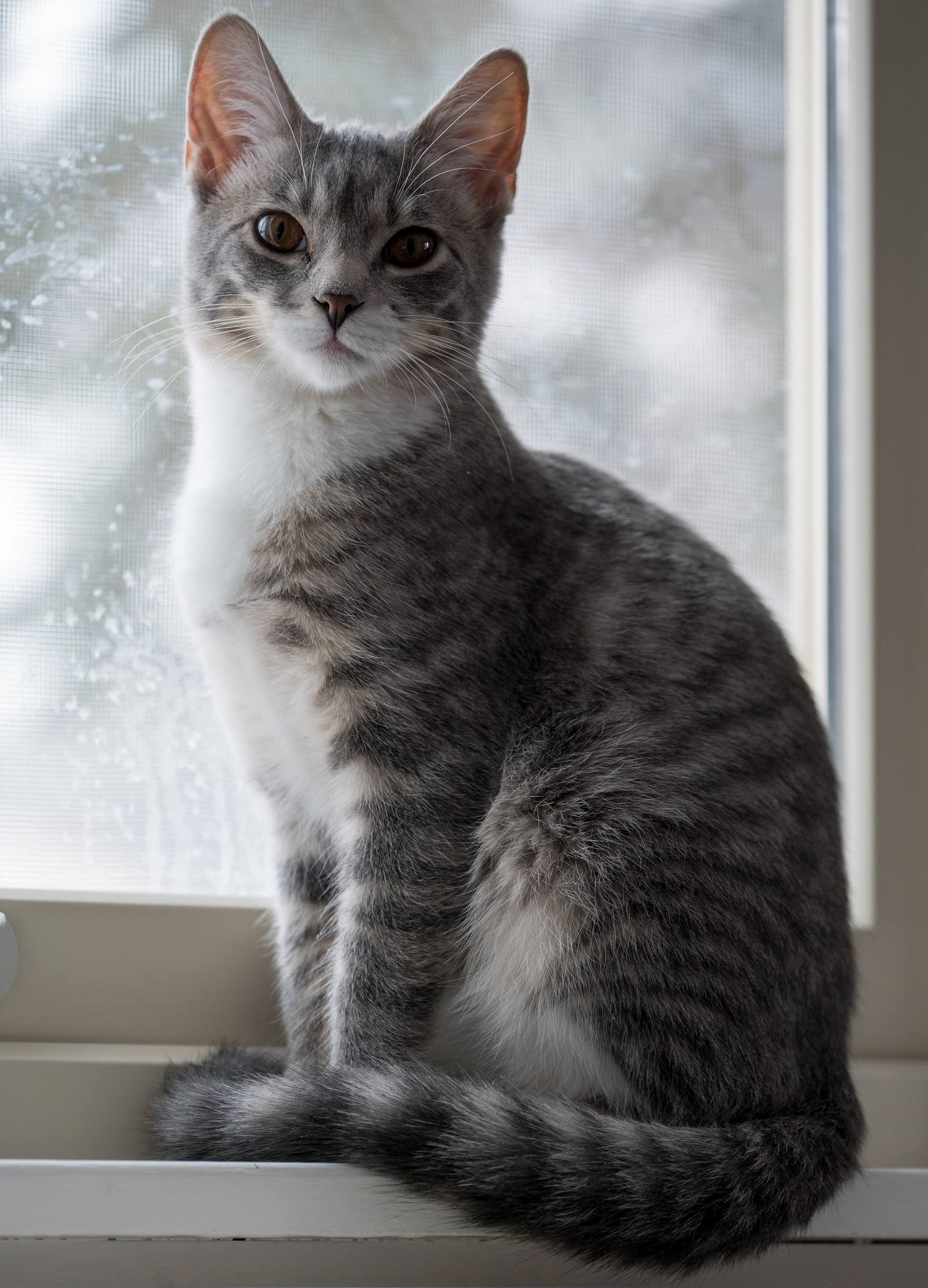 A cat sitting behind a rain-speckled window.