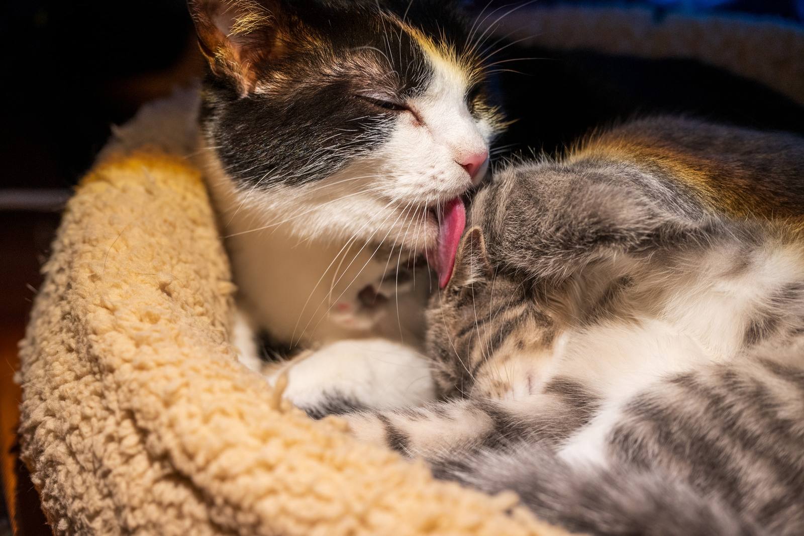 Two cats curled together in a warm cat bed.