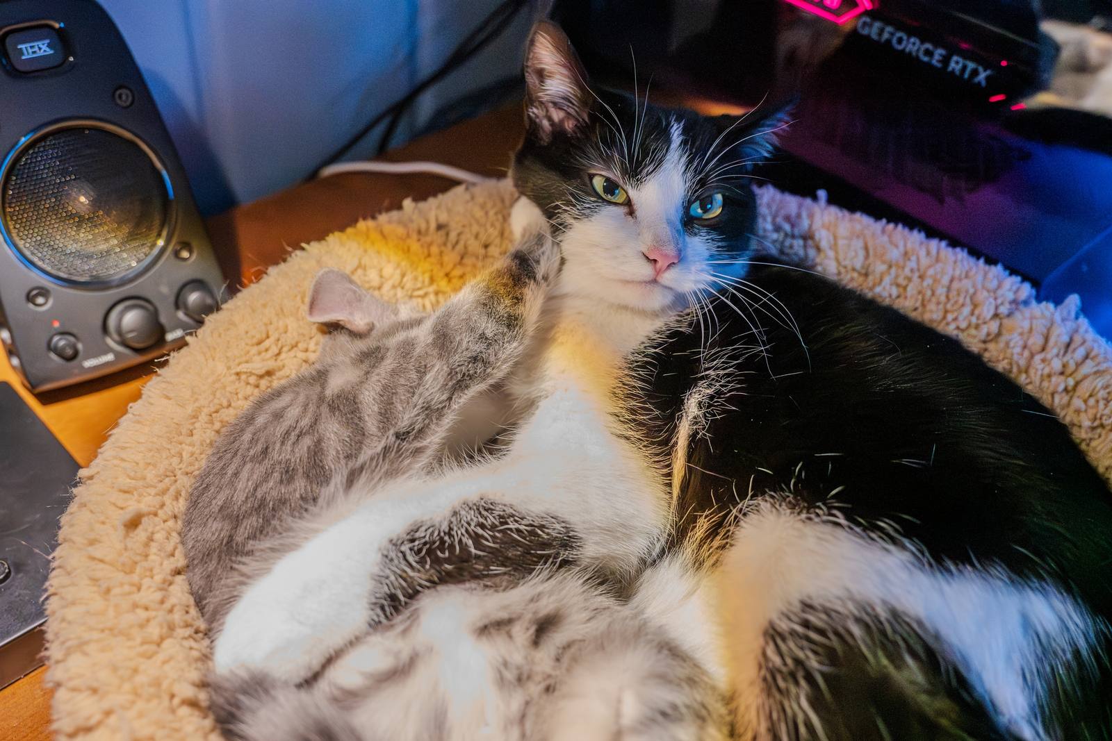 Two cats resting together beside a keyboard and camera gear.