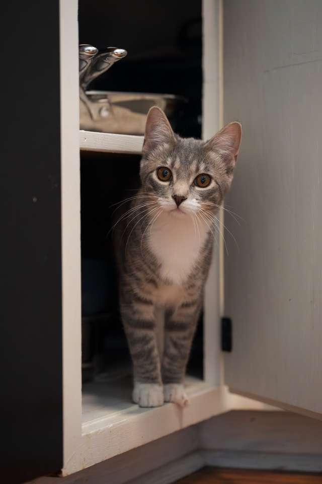 A gray tabby cat peeking from a doorway.