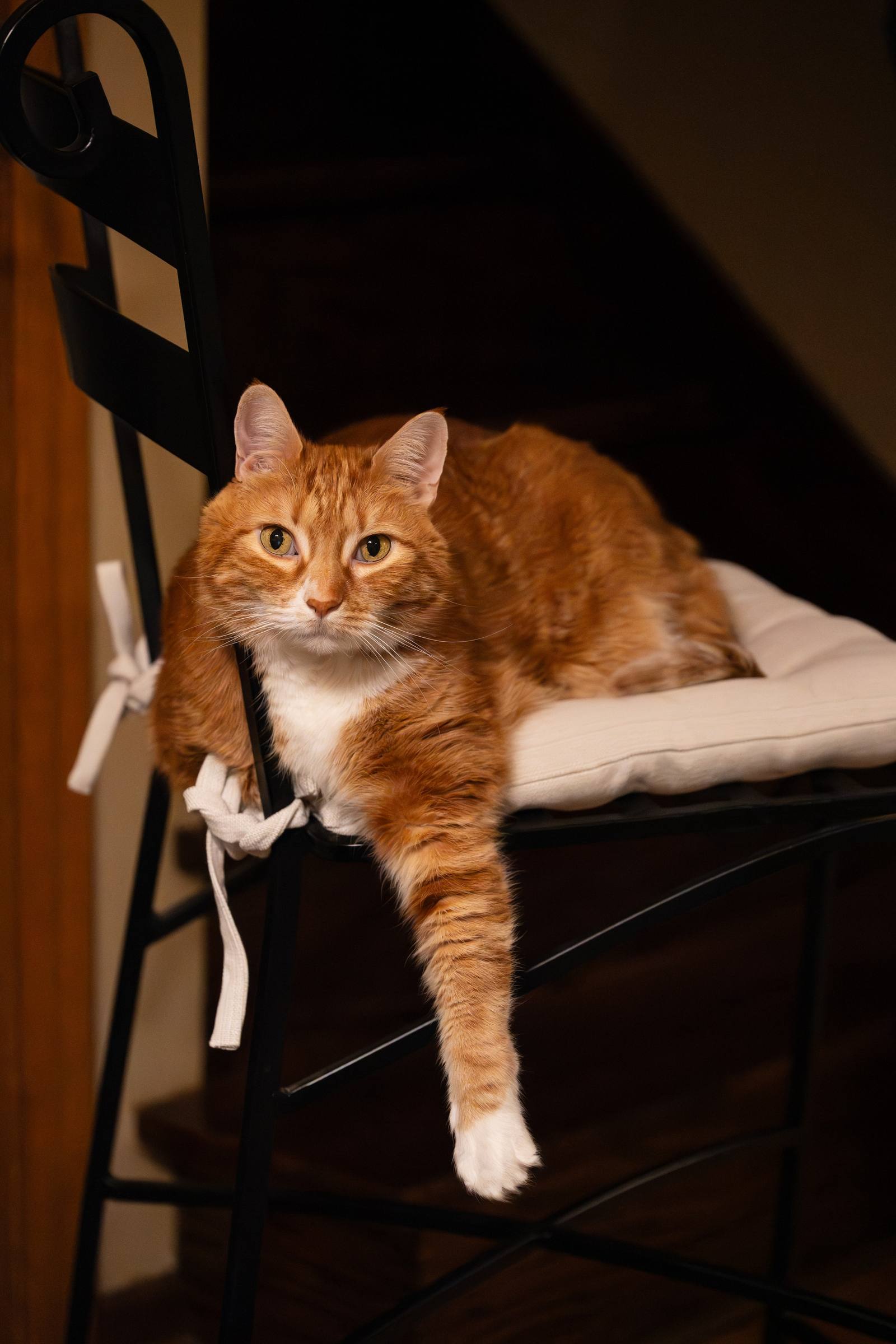 An orange cat stretching from a chair toward the camera.