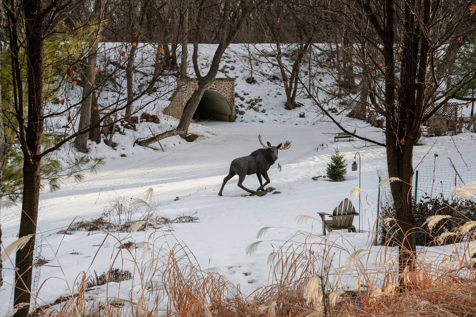 A dog standing in a snowy wooded area.