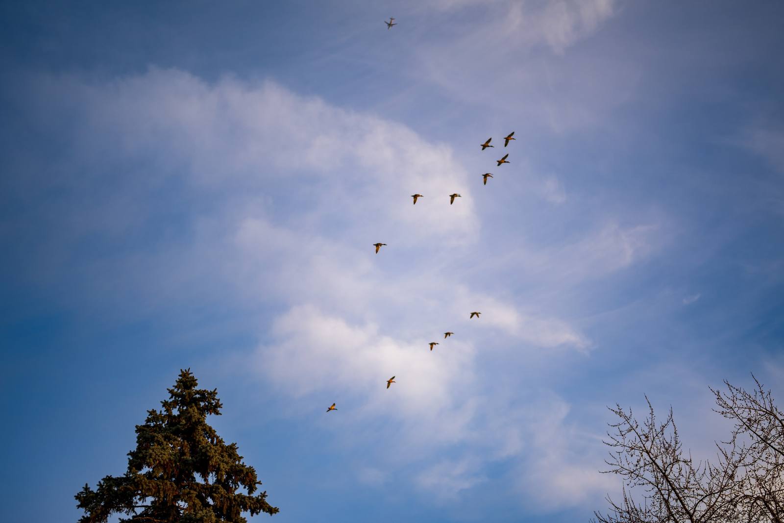 Birds flying across a pale winter sky.