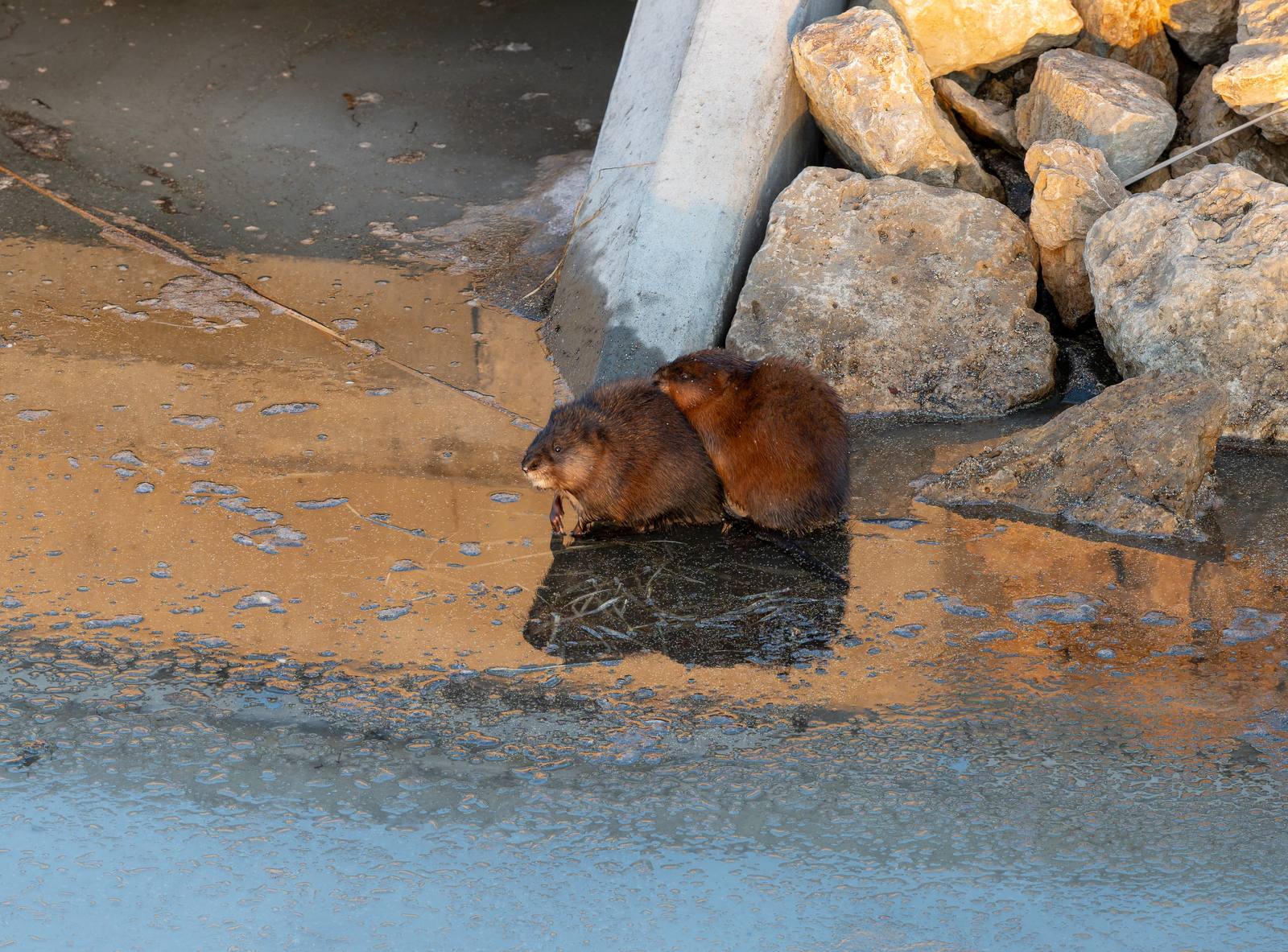 A small brown animal climbing from icy water onto a snowy bank.