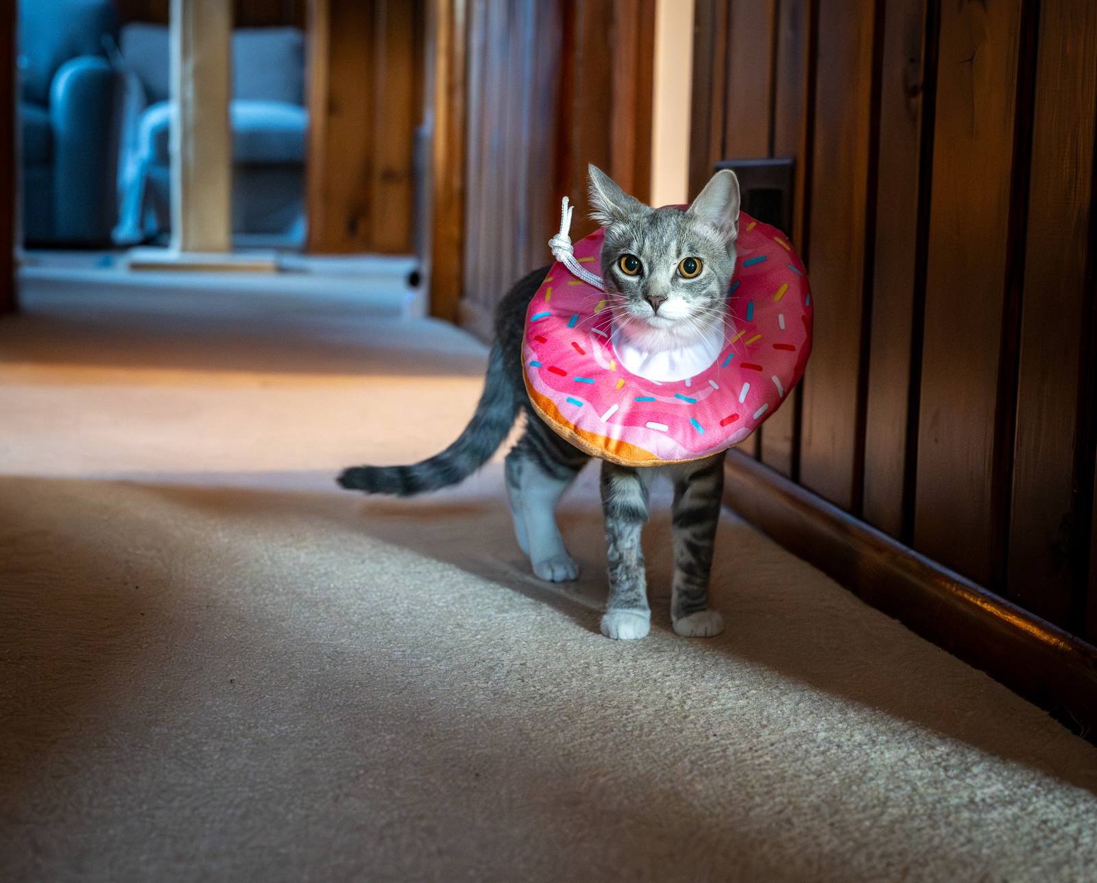 A grey tabby cat wearing a pink donut-shaped recovery collar walks along a carpeted hallway.