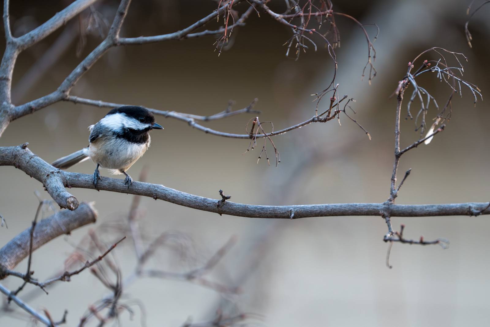 A black-and-white bird perches on a bare branch against a soft background.