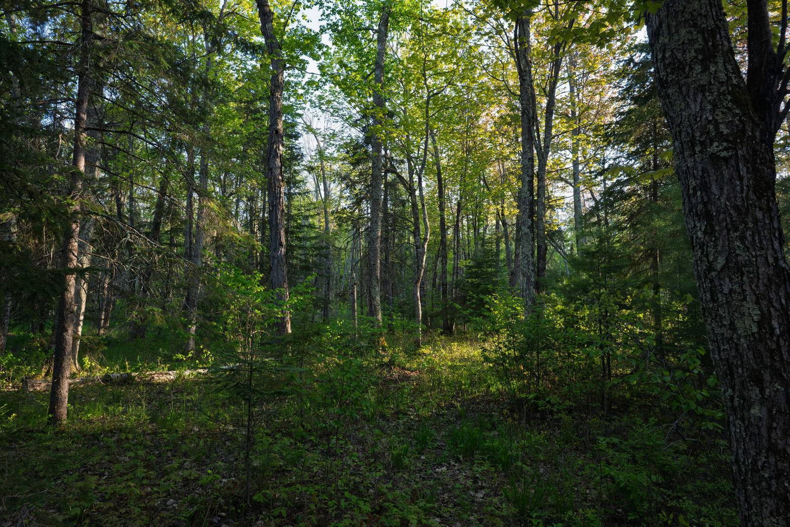 Dappled evening sunlight filters through a dense mixed forest interior, illuminating tall pines, leafy trees, and a lush carpet of green undergrowth.