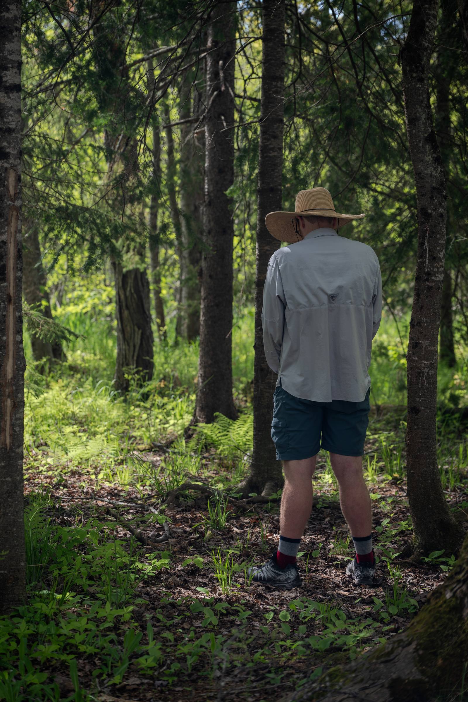 A person in a wide-brimmed straw hat and light grey shirt stands with their back to the camera on a shaded forest floor, surrounded by birch trunks, pines, and lush green ferns.