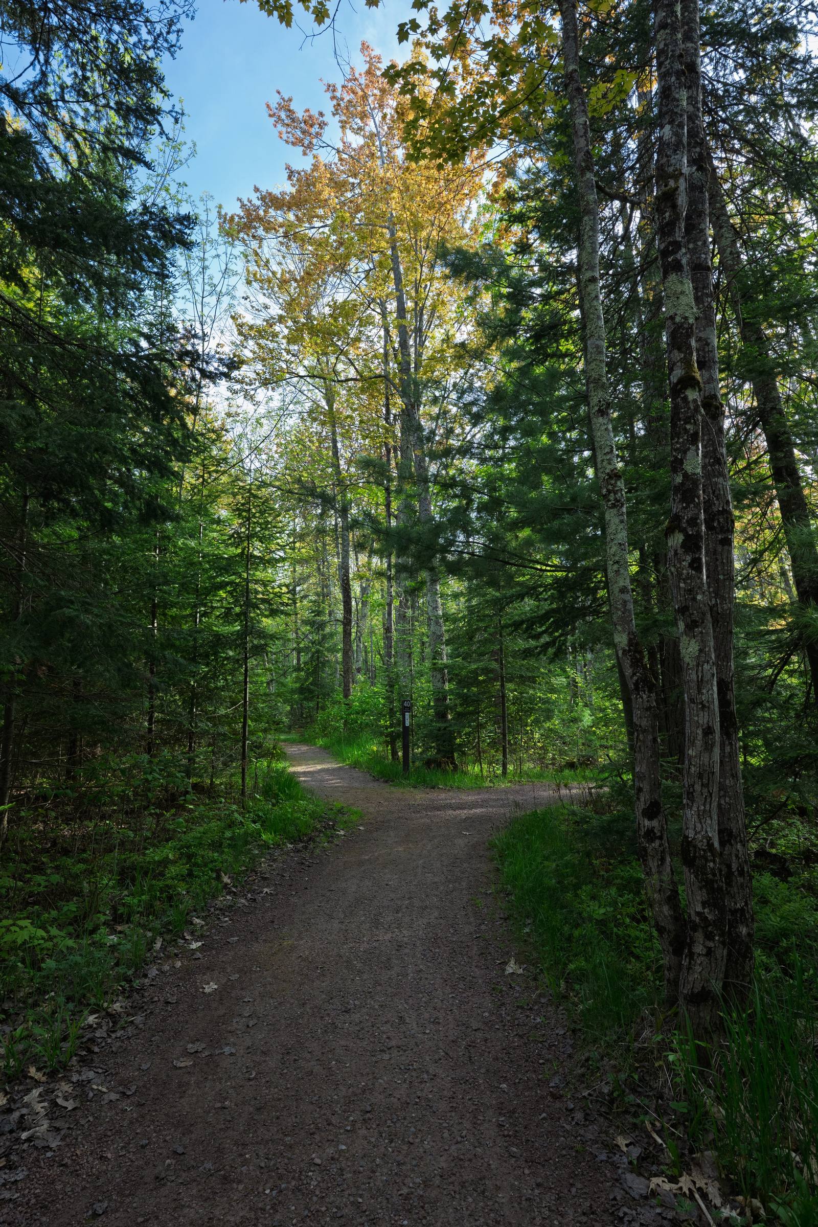 A gravel campsite road winds through tall pines and birch trees, with a golden autumn maple glowing at the canopy and a campsite marker ahead.